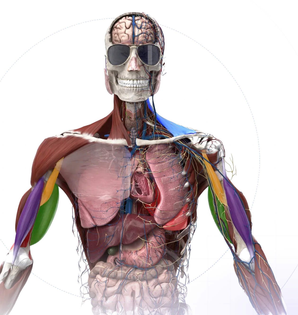 3D anatomický model lidského těla: kostra, svaly, orgány, cévy a nervy