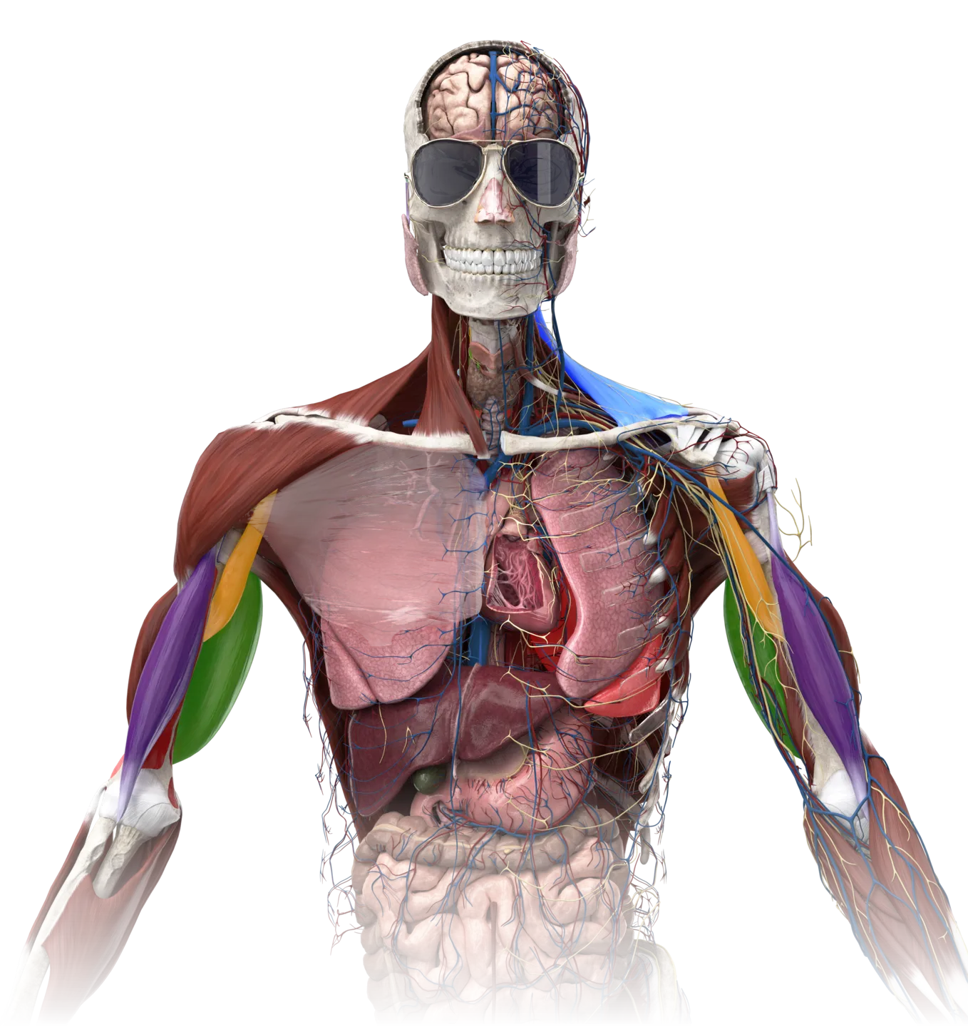 3D anatomical model of the human body: skeleton, muscles, organs, vessels and nerves
